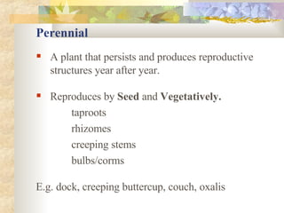 Perennial A plant that persists and produces reproductive structures year after year. Reproduces by  Seed  and  Vegetatively. taproots rhizomes creeping stems bulbs/corms E.g. dock, creeping buttercup, couch, oxalis 