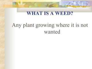 WHAT IS A WEED? Any plant growing where it is not wanted 