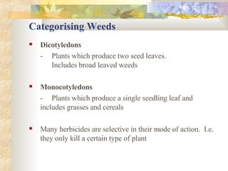 Categorising Weeds Dicotyledons - Plants which produce two seed leaves.  Includes broad leaved weeds Monocotyledons - Plants which produce a single seedling leaf and  includes grasses and cereals Many herbicides are selective in their mode of action.  I.e. they only kill a certain type of plant 