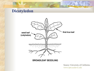 Dicotyledon Source: University of California www.ipm.ucdavis.edu 