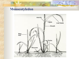 Monocotyledon 