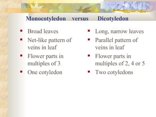 Monocotyledon  versus  Dicotyledon Broad leaves Net-like pattern of veins in leaf Flower parts in multiples of 3 One cotyledon Long, narrow leaves Parallel pattern of veins in leaf Flower parts in multiples of 2, 4 or 5 Two cotyledons 