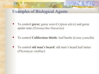 To control  gorse:  gorse weevil ( Apion ulicis ) and gorse spider mite ( Tetranychus lintearius ) To control  Californian thistle : leaf beetle ( Lema cyanella ) To control  old man’s beard : old man’s beard leaf miner ( Phytomyza vitalbae ) Examples of Biological Agents 