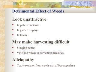 Detrimental Effect of Weeds Look unattractive In pots in nurseries In garden displays In lawns May make harvesting difficult Stinging nettles Vine like weeds in harvesting machines Allelopathy Toxic exudates from weeds that affect crop plants 