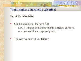 What makes a herbicide selective? Herbicide selectivity: Can be a feature of the herbicide - how it is made, active ingredients, different chemical  reaction to different types of plants The way we apply it i.e.  Timing 