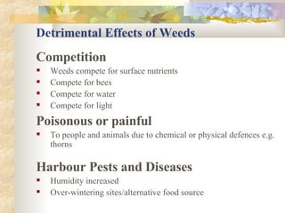 Detrimental Effects of Weeds Competition Weeds compete for surface nutrients Compete for bees Compete for water Compete for light Poisonous or painful To people and animals due to chemical or physical defences e.g. thorns Harbour Pests and Diseases Humidity increased Over-wintering sites/alternative food source 