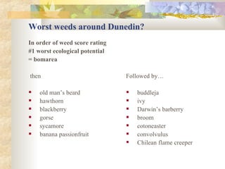 Worst weeds around Dunedin? In order of weed score rating #1 worst ecological potential = bomarea then old man’s beard hawthorn blackberry gorse sycamore banana passionfruit Followed by… buddleja ivy Darwin’s barberry broom cotoneaster convolvulus Chilean flame creeper 