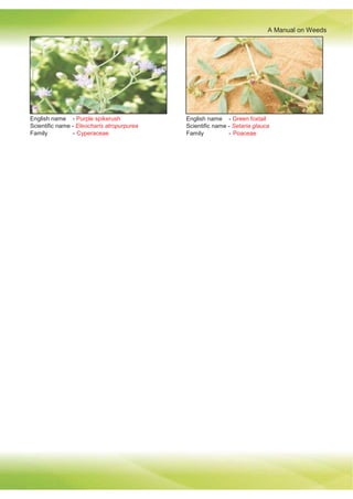 A Manual on Weeds
English name - Purple spikerush
Scientific name - Eleocharis atropurpurea
Family - Cyperaceae
English name - Green foxtail
Scientific name - Setaria glauca
Family - Poaceae
 