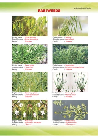 A Manual on Weeds
RABI WEEDS
English name - Winter wild oat
Scientific name - Avena ludoviciana
Family - Poaceae
English name - Wild oat
Scientific name - Avena fatua
Family - Poaceae
English name - Sweet grass
Scientific name - Poa annua
Family - Poaceae
English name - Beard grass
Scientific name - Polypogon monspeliensis
Family - Poaceae
English name - Poison rye grass
Scientific name - Lolium temulentum
Family - Poaceae
English name - Canary grass
Scientific name - Phalaris minor
Family - Poaceae
English name - Wild onion
Scientific name - Asphodelus tenuifolius
Family - Liliaceae
English name - Wild mustard
Scientific name - Sisymbrium irio
Family - Brassicaceae
 