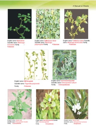 A Manual on Weeds
English name-Barrelclover
Scientific name-Medicago
truncatula Family -
Fabaceae
English name-Californiabur clover
Scientific name-Medicago
polymorpha Family -Fabaceae
English name-Toothedbur clover Scientific
name-Medicago denticulata Family
-Fabaceae
English name-Wildfenugreek
Scientific name-Trigonella polycerata
Family -Fabaceae
English name-Commonlambsquarter
Scientific name-Chenopodium album
Family -Chenopodiaceae
English name -Nettle leaf
Scientificname-Chenopodium murale
Family -Chenopodiaceae
Englishname-Greenfield-speedwellScientific
name-Veronica agrestis
Family -Scropulariaceae
English name -Stone seed
Scientific name -Lithospermum arvense
Family -Boraginaceae
 