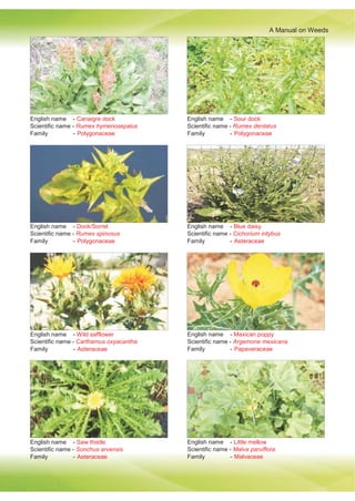A Manual on Weeds
English name - Canaigre dock
Scientific name - Rumex hymenosepalus
Family - Polygonaceae
English name - Sour dock
Scientific name - Rumex dentatus
Family - Polygonaceae
English name - Dock/Sorrel
Scientific name - Rumex spinosus
Family - Polygonaceae
English name - Blue daisy
Scientific name - Cichorium intybus
Family - Asteraceae
English name - Wild safflower
Scientific name - Carthamus oxyacantha
Family - Asteraceae
English name - Maxican poppy
Scientific name - Argemone mexicana
Family - Papaveraceae
English name - Saw thistle
Scientific name - Sonchus arvensis
Family - Asteraceae
English name - Little mellow
Scientific name - Malva parviflora
Family - Malvaceae
 