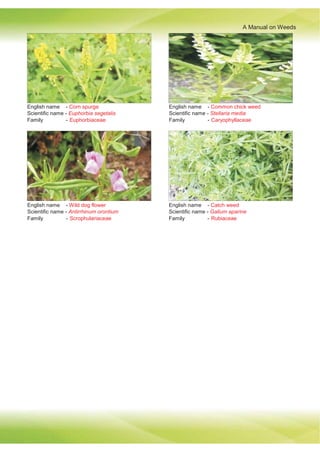 A Manual on Weeds
English name - Corn spurge
Scientific name - Euphorbia segetalis
Family - Euphorbiaceae
English name - Common chick weed
Scientific name - Stellaria media
Family - Caryophyllaceae
English name - Wild dog flower
Scientific name - Antirrhinum orontium
Family - Scrophulariaceae
English name - Catch weed
Scientific name - Galium aparine
Family - Rubiaceae
 