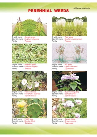 A Manual on Weeds
PERENNIAL WEEDS
English name - Jhonson grass
Scientific name - Sorghum halepense
Family - Poaceae
English name - Tiger grass
Scientific name - Saccharum spontaneum
Family - Poaceae
English name - Bermuda grass
Scientific name - Cynodon dactylon
Family - Poaceae
English name - Nut grass
Scientific name - Cyperus rotundus
Family - Cyperaceae
English name - Field bind weed
Scientific name - Convolvulus arvensis
Family - Convolvulaceae
English name - Blush morning glory
Scientific name - Ipomoea carnea
Family - Convolvulaceae
English name - Prickly pear
Scientific name - Opuntia dillenii
Family - Cactaceae
English name - Canada thistle
Scientific name - Cirsium arvense
Family - Astereceae
 