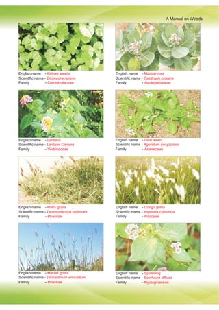 A Manual on Weeds
English name - Kidney weeds
Scientific name - Dichondra repens
Family - Convolvulaceae
English name - Maddar root
Scientific name - Calotropis procera
Family - Asolepiadaceae
English name - Lantana
Scientific name - Lantana Camara
Family - Verbinaceae
English name - Goat weed
Scientific name - Ageratum conyzoides
Family - Astereceae
English name - Halfa grass
Scientific name - Desmostachya bipinnata
Family - Poaceae
English name - Congo grass
Scientific name - Imperata cylindrica
Family - Poaceae
English name - Marvel grass
Scientific name - Dichanthium annulatum
Family - Poaceae
English name - Spiderling
Scientific name - Boerhavia diffusa
Family - Nyctaginaceae
 