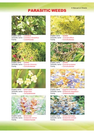 A Manual on Weeds
PARASITIC WEEDS
English name - Loranthus
Scientific name - Loranthus micranthus
Family - Loranthaceae
English name - Dodder
Scientific name - Cuscuta reflexa
Family - Convolvulaceae
English name - Dodder
Scientific name - Cuscuta chinensis
Family - Convolvulaceae
English name - Dodder
Scientific name - Cuscuta europaea
Family - Convolvulaceae
English name - Witch weed
Scientific name - Striga lutea
Family - Scropulariaceae
English name - Egyptian broomrape
Scientific name - Orobanche aegyptiaca
Family - Orabanchaceae
English name - Broomrape
Scientific name - Orobanche cernua
Family - Orabanchaceae
English name - Hemp broomrape
Scientific name - Orobanche ramosa
Family - Orabanchaceae
 