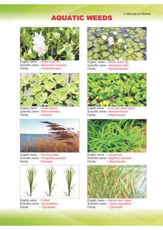 A Manual on Weeds
AQUATIC WEEDS
English name - Water hyacinth
Scientific name - Eichhornia crassipes
Family - Pontederiaceae
English name - White water lily
Scientific name - Nymphaea alba
Family - Nymphaeaceae
English name - Water lettuce
Scientific name - Pistia stratiotes
Family - Araceae
English name - Four leaf water clover
Scientific name - Marsilea hirsute
Family - Marsileaceae
English name - Common reed
Scientific name - Phragmites australis
Family - Poaceae
English name - Arrowhead
Scientific name - Sagittaria subulata
Family - Alismataceae
English name - Cattail
Scientific name - Typha latifolia
Family - Typhaceae
English name - Narrow leaf cattail
Scientific name - Typha angustifolia
Family - Typhaceae
 