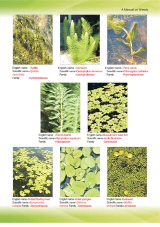 A Manual on Weeds
English name -Hydrilla
Scientific name-Hydrilla
verticillata
Family -Hydrocharitaceae
English name -Hornwort
Scientific name-Ceratophyllumdemersum
Family -Ceratophyllaceae
English name -Pond weed
Scientific name-Potamogetonperfoliatus
Family -Potamogetanaceae
English name -Parrot'sfeather
Scientific name-Myriophyllum aquaticum
Family -Haloragaceae
English name-Mosquitofern/waterfern
Scientific name-Azollafiliculoides
Family -Salviniaceae
English name-Crestedfloating heart
Scientific name-Nymphoides
cristata Family -Menyanthaceae
English name-Waterspangles
Scientific name-Salvinia
minima Family -Salviniaceae
English name-Duckweed
Scientific name-Wolffia
arrhiza Family-Lemnaceae
 