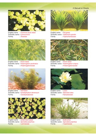 A Manual on Weeds
English name - Common duck weed
Scientific name - Lemna minor
Family - Araceae
English name - Eel grass
Scientific name - Vallisneria spiralis
Family - Hydrocharitaceae
English name - Pond weed
Scientific name - Potamogeton pectinatus
Family - Potamogetonaceae
English name - Pond weed
Scientific name - Potamogeton crispus
Family - Potamogetonaceae
English name - Hornwort
Scientific name - Ceratophyllum demersum
Family - Ceratophylaceae
English name - Lotus
Scientific name - Nelumbo lutea
Family - Nymphaceae
English name - Great duck weed
Scientific name - Spirodela polyrhiza
Family - Lamnaceae
English name - Bullrushes
Scientific name - Spirodela polyrhiza
Family - Cyperaceae
 