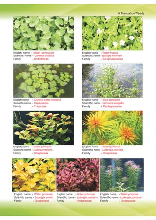 A Manual on Weeds
English name - Indian pennywort
Scientific name - Centella asiatica
Family - Umbelliferae
English name - Water hyssop
Scientific name - Bacopa monnieri
Family - Scrophulariaceae
English name - Chinese water chestnut
Scientific name - Trapa natans
Family - Trapaceae
English name - Blue speedwell
Scientific name - Veronica anagallis
Family - Plantagonaceae
English name - Water primrose
Scientific name - Ludwigia repens
Family - Onagraceae
English name - Water primrose
Scientific name - Ludwigia inclinata
Family - Onagraceae
English name - Water primrose
Scientific name - Ludwigia ovalis
Family - Onagraceae
English name - Water primrose
Scientific name - Ludwigia palustris
Family - Onagraceae
English name - Water primrose
Scientific name - Ludwigia pantanal
Family - Onagraceae
 