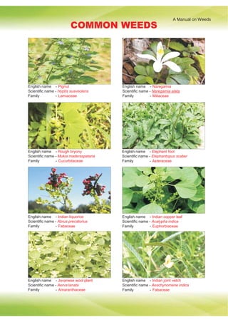 A Manual on Weeds
COMMON WEEDS
English name - Pignut
Scientific name - Hyptis suaveolens
Family - Lamiaceae
English name - Naregamia
Scientific name - Naregamia alata
Family - Miliaceae
English name - Rough bryony
Scientific name - Mukia maderaspatana
Family - Cucurbitaceae
English name - Elephant foot
Scientific name - Elephantopus scaber
Family - Asteraceae
English name - Indian liquorice
Scientific name - Abrus precatorius
Family - Fabaceae
English name - Indian copper leaf
Scientific name - Acalypha indica
Family - Euphorbiaceae
English name - Javanese wool plant
Scientific name - Aerva lanata
Family - Amaranthaceae
English name - Indian joint vetch
Scientific name - Aeschynomene indica
Family - Fabaceae
 