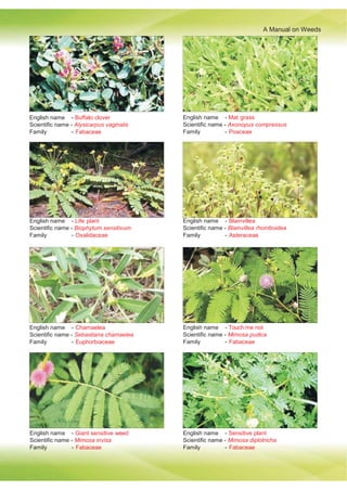 A Manual on Weeds
English name - Buffalo clover
Scientific name - Alysicarpus vaginalis
Family - Fabaceae
English name - Mat grass
Scientific name - Axonopus compressus
Family - Poaceae
English name - Life plant
Scientific name - Biophytum sensitivum
Family - Oxalidaceae
English name - Blainvillea
Scientific name - Blainvillea rhomboidea
Family - Asteraceae
English name - Chamaelea
Scientific name - Sebastiana chamaelea
Family - Euphorbiaceae
English name - Touch me not
Scientific name - Mimosa pudica
Family - Fabaceae
English name - Giant sensitive weed
Scientific name - Mimosa invisa
Family - Fabaceae
English name - Sensitive plant
Scientific name - Mimosa diplotricha
Family - Fabaceae
 