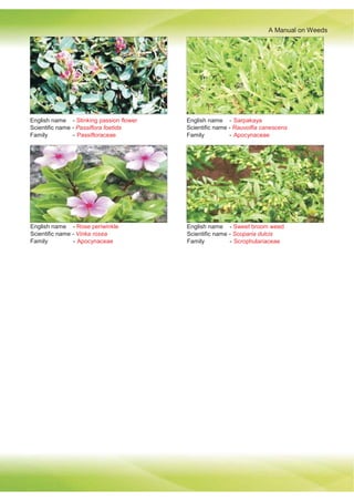 A Manual on Weeds
English name - Stinking passion flower
Scientific name - Passiflora foetida
Family - Passifloraceae
English name - Sarpakaya
Scientific name - Rauvolfia canescens
Family - Apocynaceae
English name - Rose periwinkle
Scientific name - Vinka rosea
Family - Apocynaceae
English name - Sweet broom weed
Scientific name - Scoparia dulcis
Family - Scrophulariaceae
 