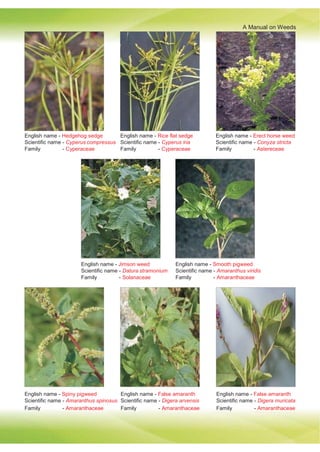 A Manual on Weeds
English name - Hedgehog sedge
Scientific name - Cyperus compressus
Family - Cyperaceae
English name - Rice flat sedge
Scientific name - Cyperus iria
Family - Cyperaceae
English name - Erect horse weed
Scientific name - Conyza stricta
Family - Astereceae
English name - Jimson weed
Scientific name - Datura stramonium
Family - Solanaceae
English name - Smooth pigweed
Scientific name - Amaranthus viridis
Family - Amaranthaceae
English name - Spiny pigweed
Scientific name - Amaranthus spinosus
English name - False amaranth
Scientific name - Digera arvensis
English name - False amaranth
Scientific name - Digera muricata
Family - Amaranthaceae Family - Amaranthaceae Family - Amaranthaceae
 
