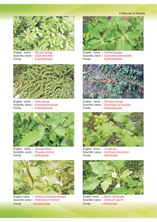 A Manual on Weeds
Family - Boraginaceae Family - Solanaceae
English name -
Scientific name -
Family -
Pill pod spurge
Euphorbia hirta
Euphorbiaceae
English name -
Scientific name -
Family -
Painted spurge
Euphorbia heterophylla
Euphorbiaceae
English name -
Scientific name -
Family -
Petty spurge
Euphorbia prostrate
Euphorbiaceae
English name -
Scientific name -
Family -
Shrubby spurge
Euphorbia microphylla
Euphorbiaceae
English name -
Scientific name -
Family -
Ground cherry
Physalis minima
Solanaceae
English name -
Scientific name -
Family -
Cockle bur
Xanthium strumarium
Astereceae
English name -
Scientific name -
Indian turnsole/Devil weed
Heliotropium indicum
English name -
Scientific name -
Black nightshade
Solanum nigrum
 