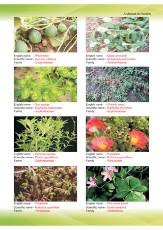 A Manual on Weeds
Department of Agronomy, JNKVV, Jabalpur (MP) 51
Scientific name - Portulaca quadrifida Scientific name - Oxalis martiana
Family - Portulaceae Family - Oxalidaceae
English name - Wild melon
Scientific name - Cucumis callosus
Family - Cucurbitaceae
English name - Globe amaranth
Scientific name - Gomphrena celosioides
Family - Amaranthaceae
English name - Sun spurge
Scientific name - Euphorbia helioscopia
Family - Euphorbiaceae
English name - Chicken weed
Scientific name - Euphorbia thymifolia
Family - Euphorbiaceae
English name - Common spurge
Scientific name - Croton sparsiflorus
Family - Euphorbiaceae
English name - Purselane
Scientific name - Portulaca grandiflora
Family - Portulaceae
English name - Purselane English name - Pink wood sorrel
 