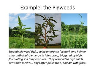 Example: the Pigweeds Smooth pigweed (left), spiny amaranth (center), and Palmer amaranth (right) emerge in late spring, triggered by high, fluctuating soil temperatures.  They respond to high soil N, set viable seed ~10 days after pollination, and die with frost. 