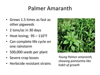Palmer Amaranth Grows 1.5 times as fast as other pigweeds 2 tons/ac in 30 days Heat-loving;  95 – 110°F Can complete life cycle on one rainstorm 500,000 seeds per plant Severe crop losses Herbicide resistant strains Young Palmer amaranth,  showing pointsettia-like  habit of growth 