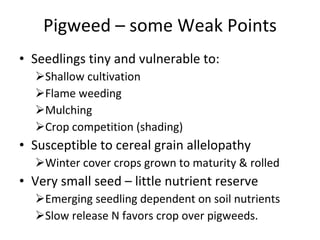 Pigweed – some Weak Points Seedlings tiny and vulnerable to: Shallow cultivation Flame weeding Mulching Crop competition (shading) Susceptible to cereal grain allelopathy  Winter cover crops grown to maturity & rolled Very small seed – little nutrient reserve Emerging seedling dependent on soil nutrients Slow release N favors crop over pigweeds. 
