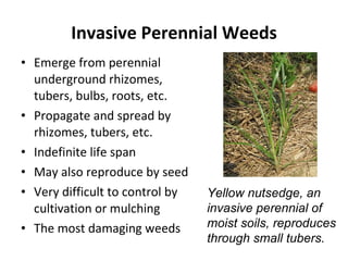 Invasive Perennial Weeds Emerge from perennial underground rhizomes, tubers, bulbs, roots, etc. Propagate and spread by rhizomes, tubers, etc. Indefinite life span May also reproduce by seed Very difficult to control by cultivation or mulching The most damaging weeds Yellow nutsedge, an  invasive perennial of  moist soils, reproduces through small tubers. 