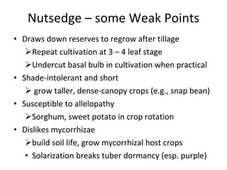 Nutsedge – some Weak Points Draws down reserves to regrow after tillage Repeat cultivation at 3 – 4 leaf stage Undercut basal bulb in cultivation when practical Shade-intolerant and short grow taller, dense-canopy crops (e.g., snap bean) Susceptible to allelopathy Sorghum, sweet potato in crop rotation Dislikes mycorrhizae  build soil life, grow mycorrhizal host crops  Solarization breaks tuber dormancy (esp. purple) 