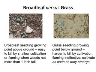 Broadleaf  versus  Grass Broadleaf seedling growing  point above ground – easy  to kill by shallow cultivation or flaming when weeds not more than 1 inch tall. Grass seedling growing  point below ground –  harder to kill by cultivation; flaming ineffective; cultivate as soon as they emerge. 