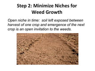 Step 2: Minimize Niches for  Weed Growth   Open niche in time:  soil left exposed between  harvest of one crop and emergence of the next  crop is an open invitation to the weeds. 