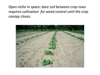 Open niche in space: bare soil between crop rows requires cultivation  for weed control until the crop canopy closes.  