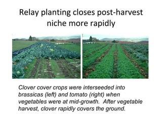 Relay planting closes post-harvest niche more rapidly Clover cover crops were interseeded into  brassicas (left) and tomato (right) when  vegetables were at mid-growth.  After vegetable  harvest, clover rapidly covers the ground. 