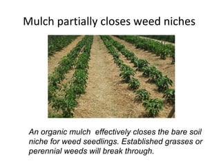 Mulch partially closes weed niches  An organic mulch  effectively closes the bare soil  niche for weed seedlings. Established grasses or  perennial weeds will break through. 