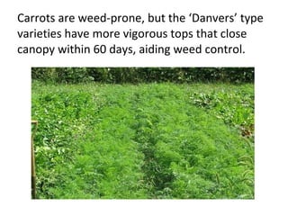 Carrots are weed-prone, but the ‘Danvers’ type varieties have more vigorous tops that close canopy within 60 days, aiding weed control. 