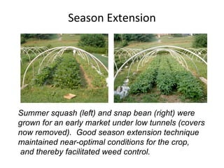Season Extension Summer squash (left) and snap bean (right) were  grown for an early market under low tunnels (covers  now removed).  Good season extension technique  maintained near-optimal conditions for the crop, and thereby facilitated weed control. 