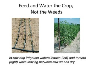 Feed and Water the Crop,  Not the Weeds In-row drip irrigation waters lettuce (left) and tomato  (right) while leaving between-row weeds dry. 