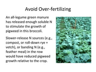 Avoid Over-fertilizing An all-legume green manure has released enough soluble N to stimulate the growth of pigweed in this broccoli. Slower-release N sources (e.g., compost, or roll-down rye + vetch), or banding N (e.g., feather meal) in the row would have reduced pigweed growth relative to the crop. 