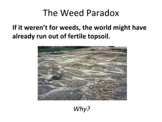 The Weed Paradox If it weren’t for weeds, the world might have  already run out of fertile topsoil. Why? 