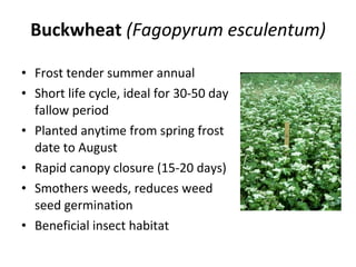 Buckwheat   (Fagopyrum esculentum) Frost tender summer annual Short life cycle, ideal for 30-50 day fallow period Planted anytime from spring frost date to August Rapid canopy closure (15-20 days) Smothers weeds, reduces weed seed germination Beneficial insect habitat 