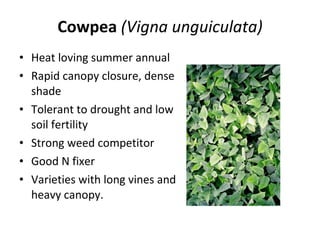 Cowpea  (Vigna unguiculata) Heat loving summer annual Rapid canopy closure, dense shade Tolerant to drought and low soil fertility Strong weed competitor Good N fixer Varieties with long vines and heavy canopy. 