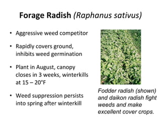Forage Radish  (Raphanus sativus) Aggressive weed competitor Rapidly covers ground, inhibits weed germination Plant in August, canopy closes in 3 weeks, winterkills at 15 – 20°F Weed suppression persists into spring after winterkill Fodder radish (shown) and daikon radish fight weeds and make  excellent cover crops. 