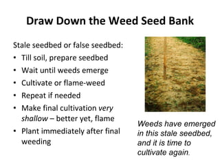Draw Down the Weed Seed Bank Stale seedbed or false seedbed: Till soil, prepare seedbed Wait until weeds emerge Cultivate or flame-weed Repeat if needed Make final cultivation  very shallow  – better yet, flame Plant immediately after final weeding Weeds have emerged  in this stale seedbed,  and it is time to  cultivate again . 
