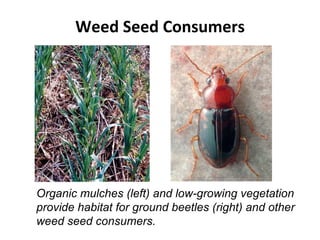Weed Seed Consumers Organic mulches (left) and low-growing vegetation  provide habitat for ground beetles (right) and other weed seed consumers. 
