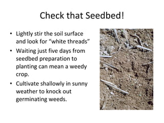Check that Seedbed! Lightly stir the soil surface and look for “white threads” Waiting just five days from seedbed preparation to planting can mean a weedy crop. Cultivate shallowly in sunny weather to knock out germinating weeds. 